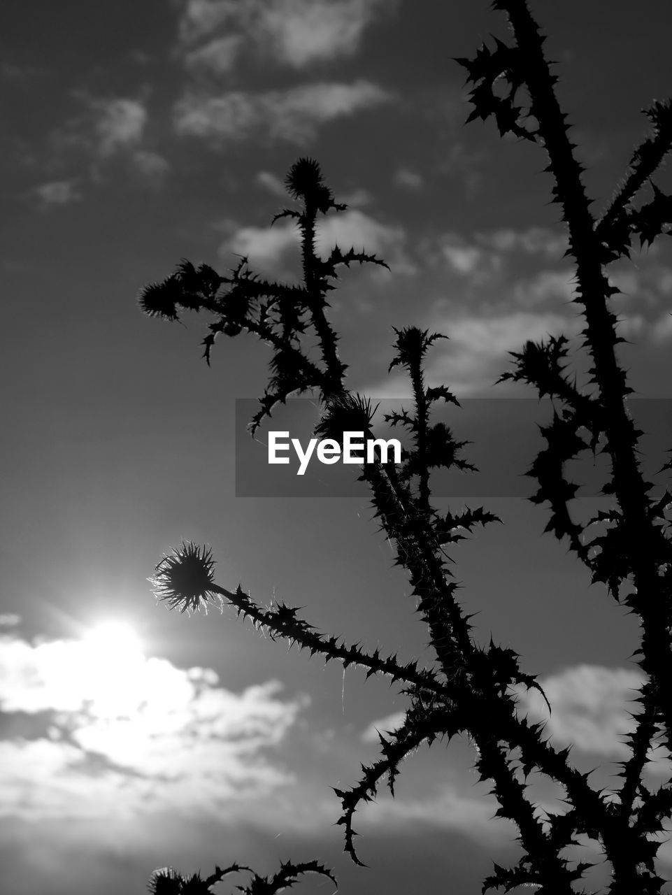 LOW ANGLE VIEW OF TREES AGAINST SKY