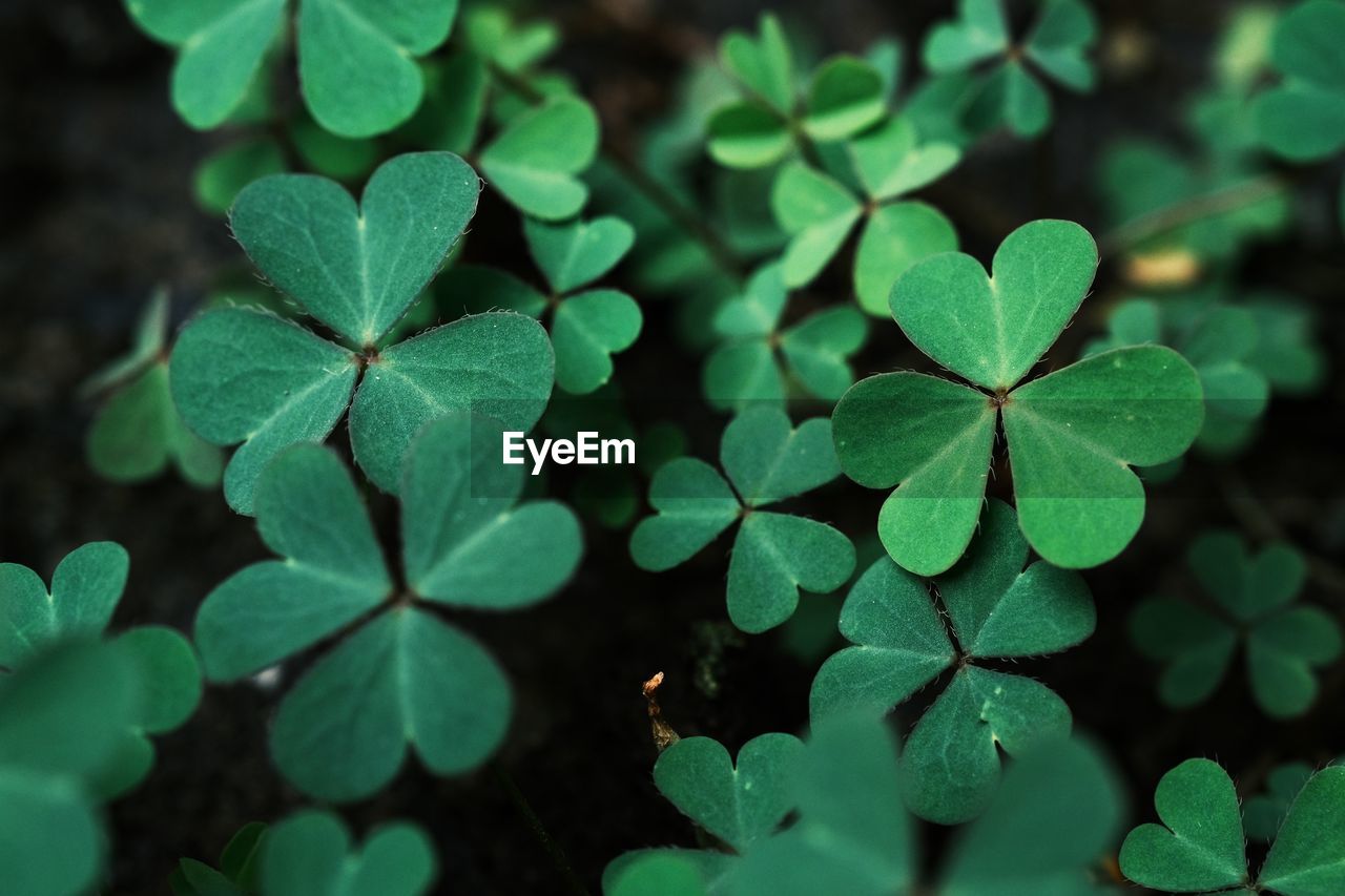 Green background with three-leaved shamrocks. st. patrick's day holiday symbol.