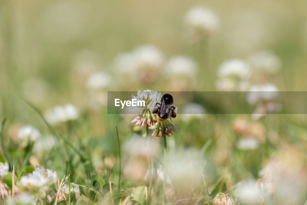 Bumblebee pollinating on flower at field