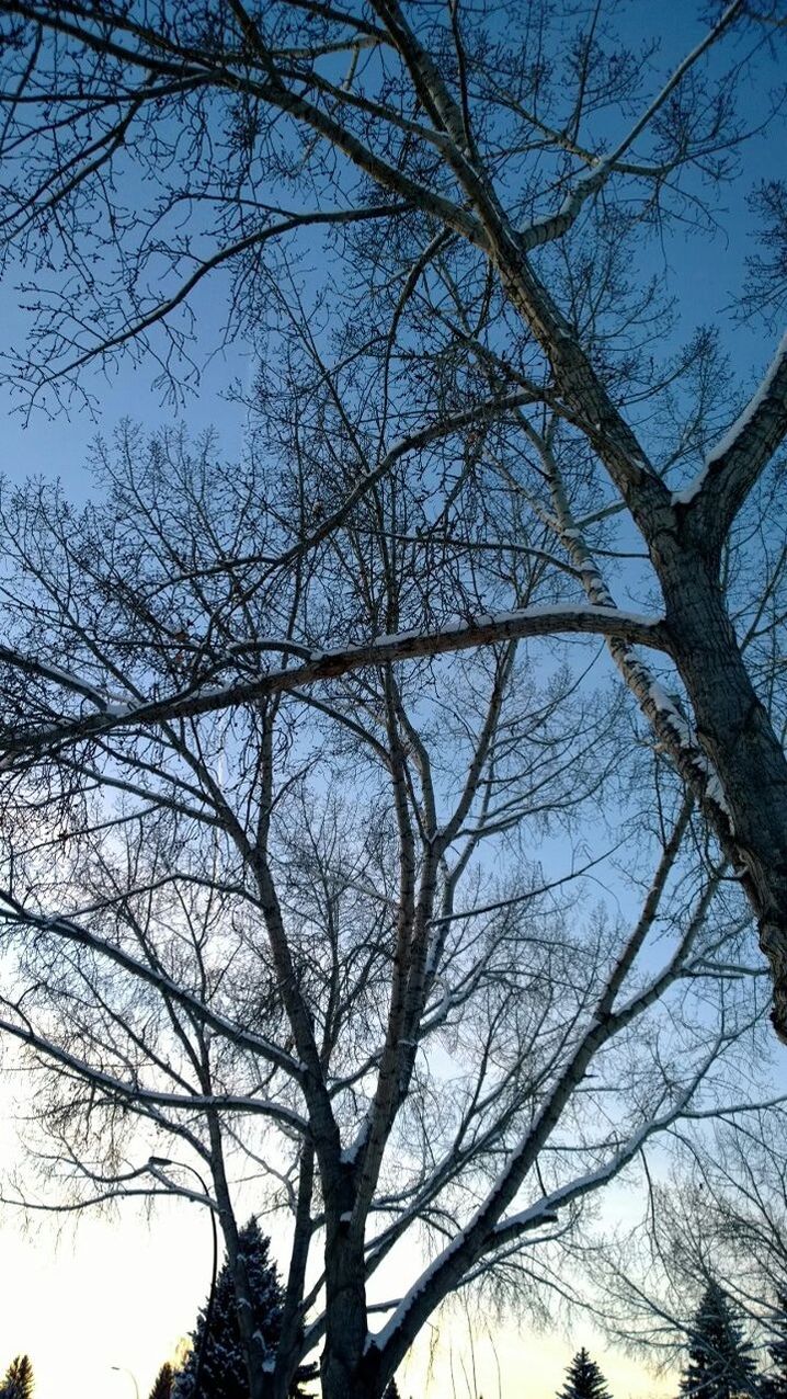 Low angle view of bare trees against clear sky during winter