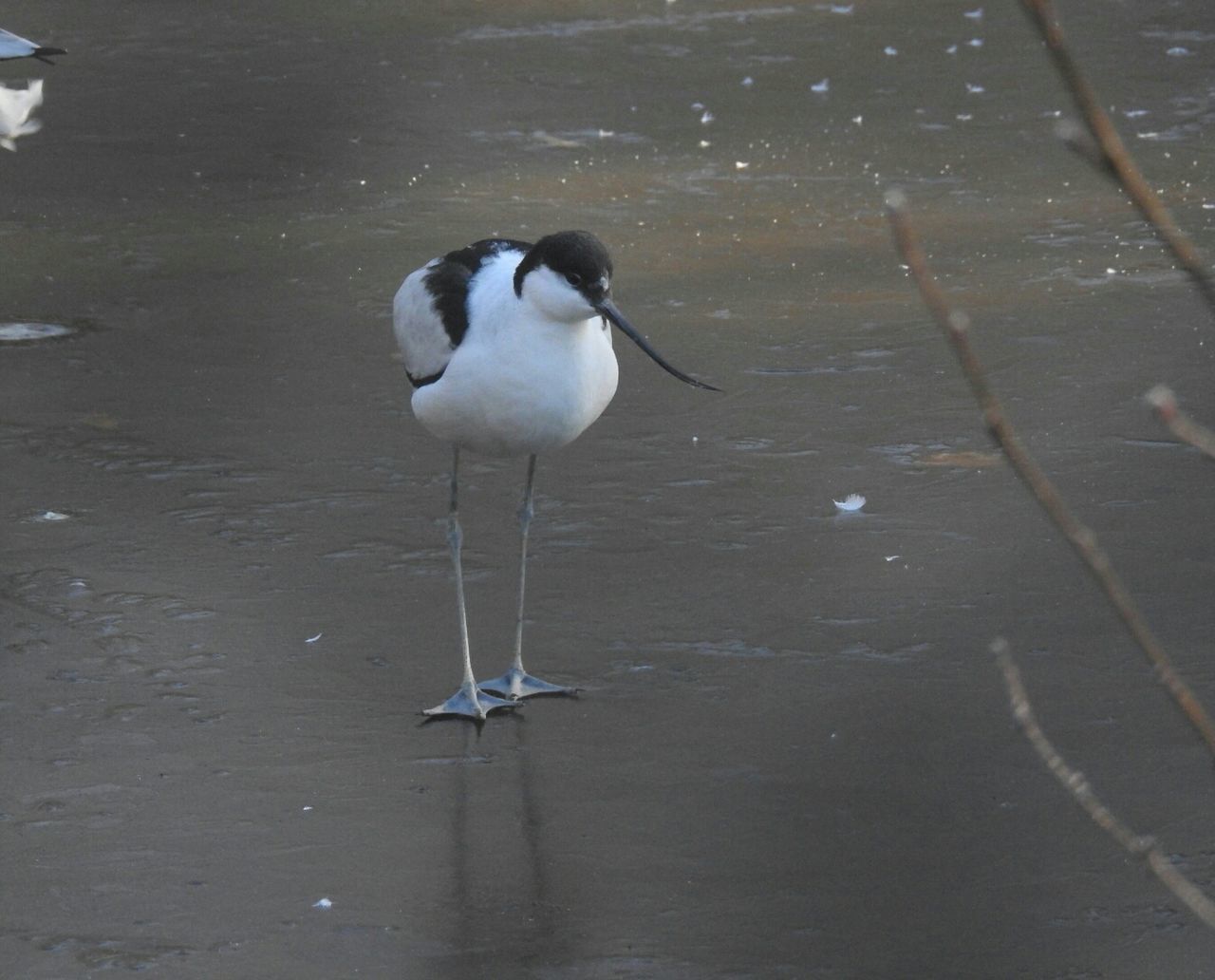 BIRD ON LAKE