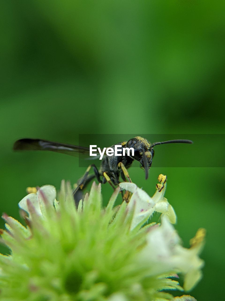 animal themes, animal, animal wildlife, insect, green, wildlife, plant, close-up, nature, beauty in nature, one animal, macro photography, macro, freshness, selective focus, flower, no people, animal wing, animal body part, flowering plant, fragility, environment, magnification, focus on foreground, outdoors, full length, resting, plant part, side view, day, fly, leaf, eating, tranquility, green background