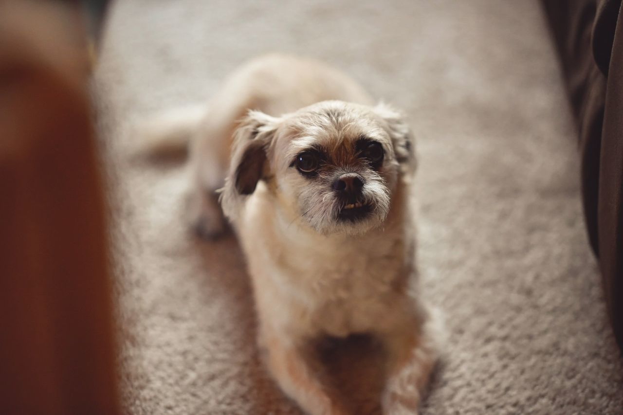 High angle portrait of dog sitting on bed at home