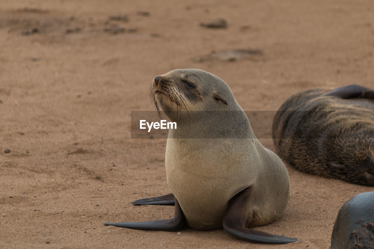 VIEW OF ANIMAL RELAXING ON BEACH