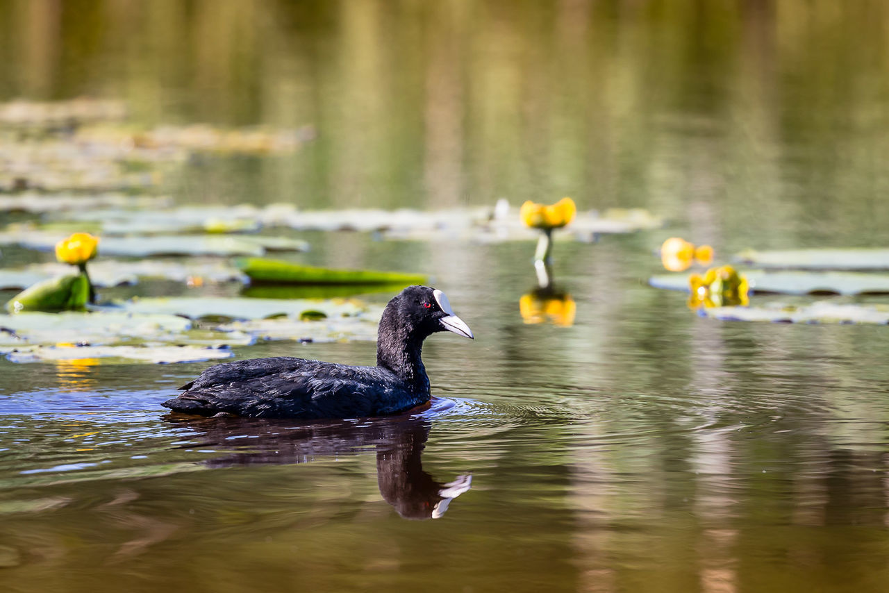 View of coot swimming on water