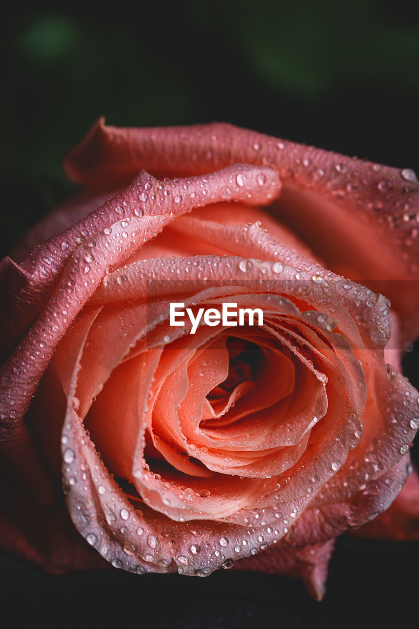 CLOSE-UP OF RAINDROPS ON ROSE