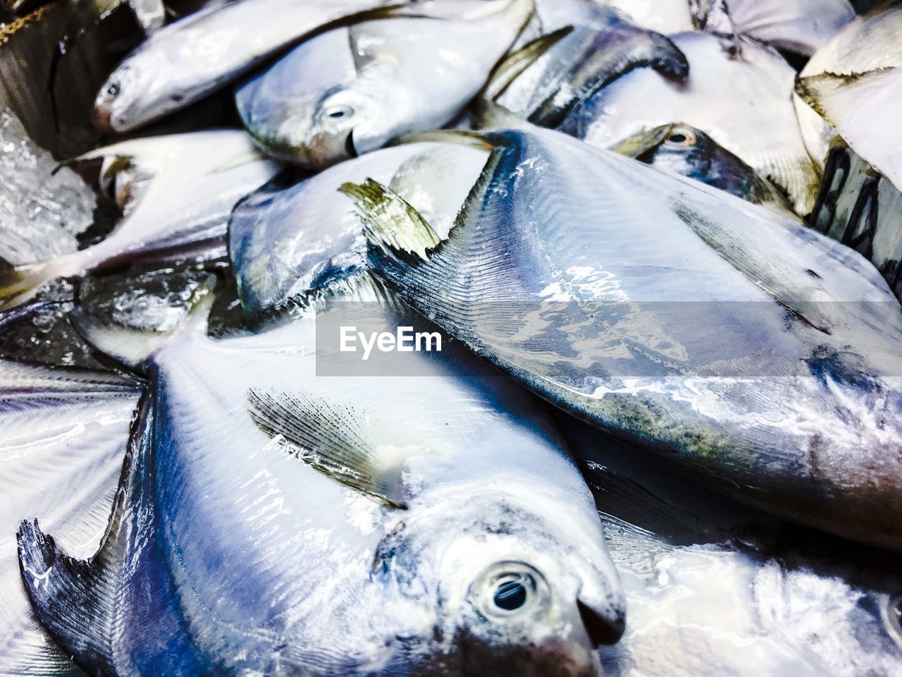 CLOSE-UP OF FISH FOR SALE