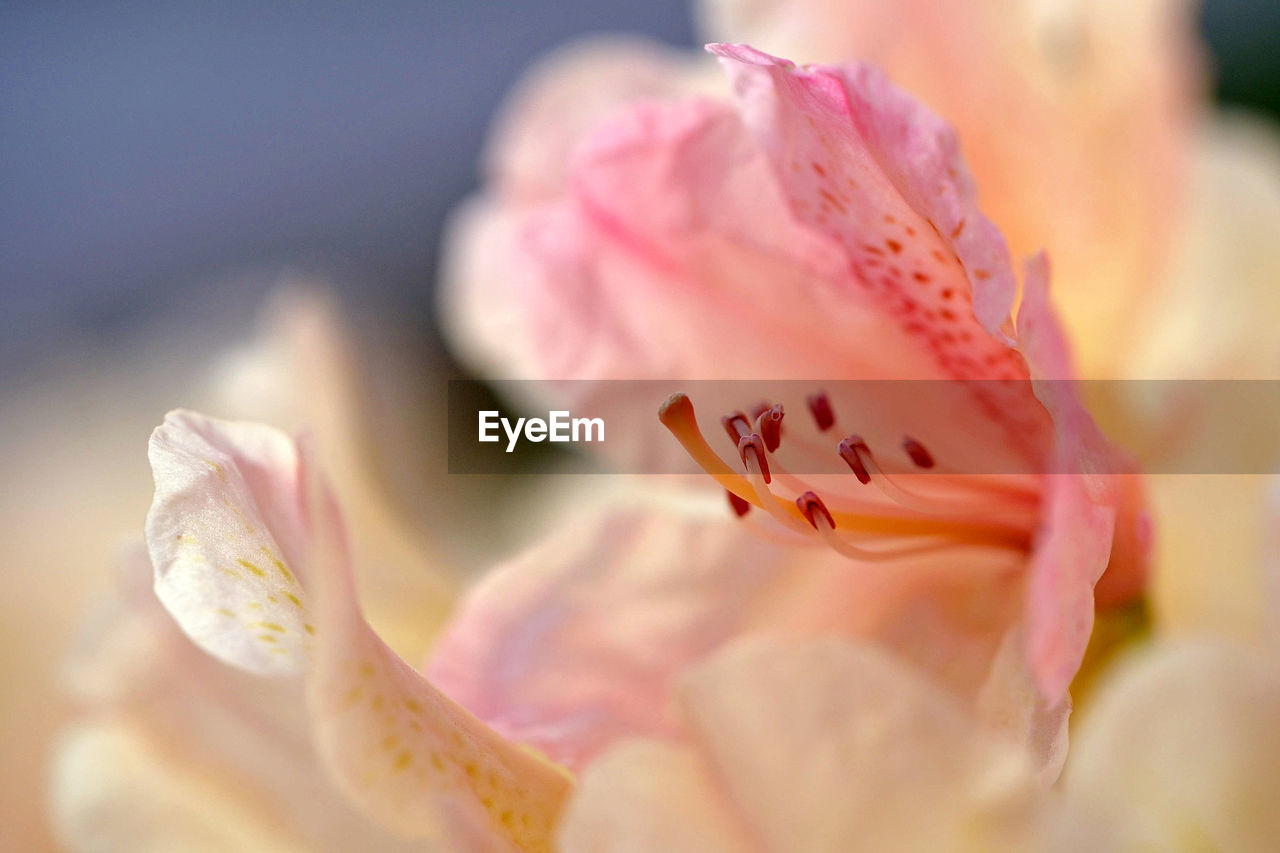 Extreme close-up of flower