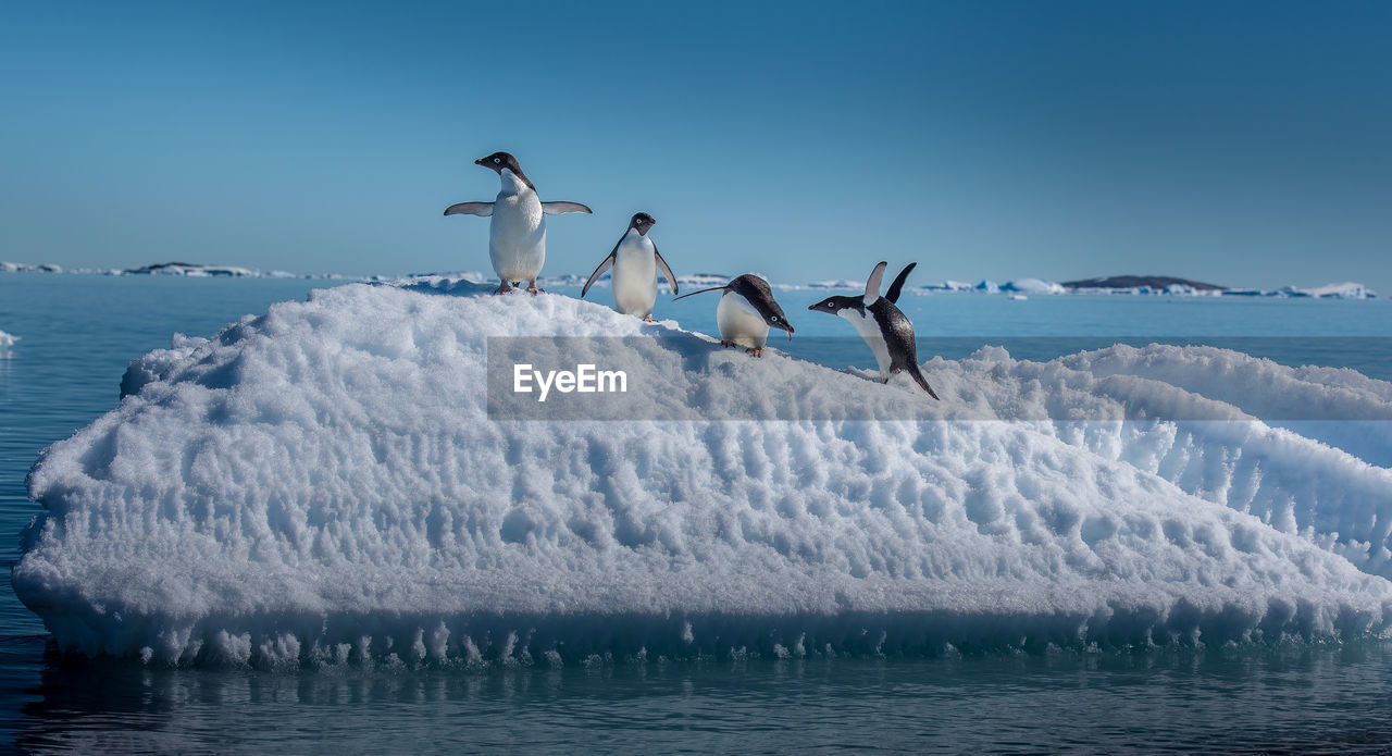 BIRDS FLYING OVER SEA AGAINST SKY