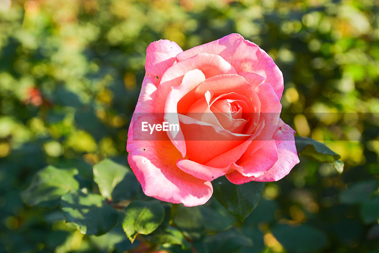 CLOSE-UP OF PINK ROSE FLOWER BLOOMING OUTDOORS