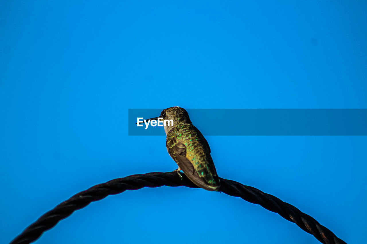 Low angle view of bird perching on branch against blue sky