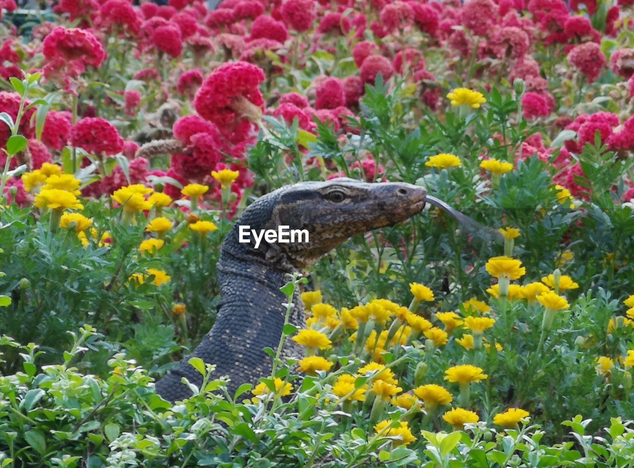 A water monitor peeps from a flower garden in bangkok. red and yellow flowers. monitor lizard. 