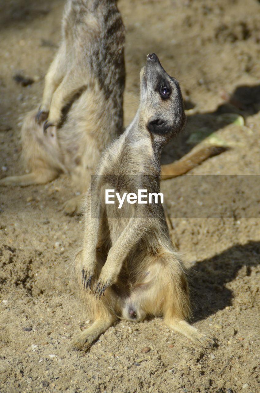 VIEW OF TWO DOGS