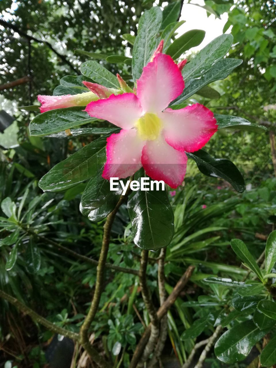 CLOSE-UP OF WATER DROPS ON PINK ROSE FLOWER