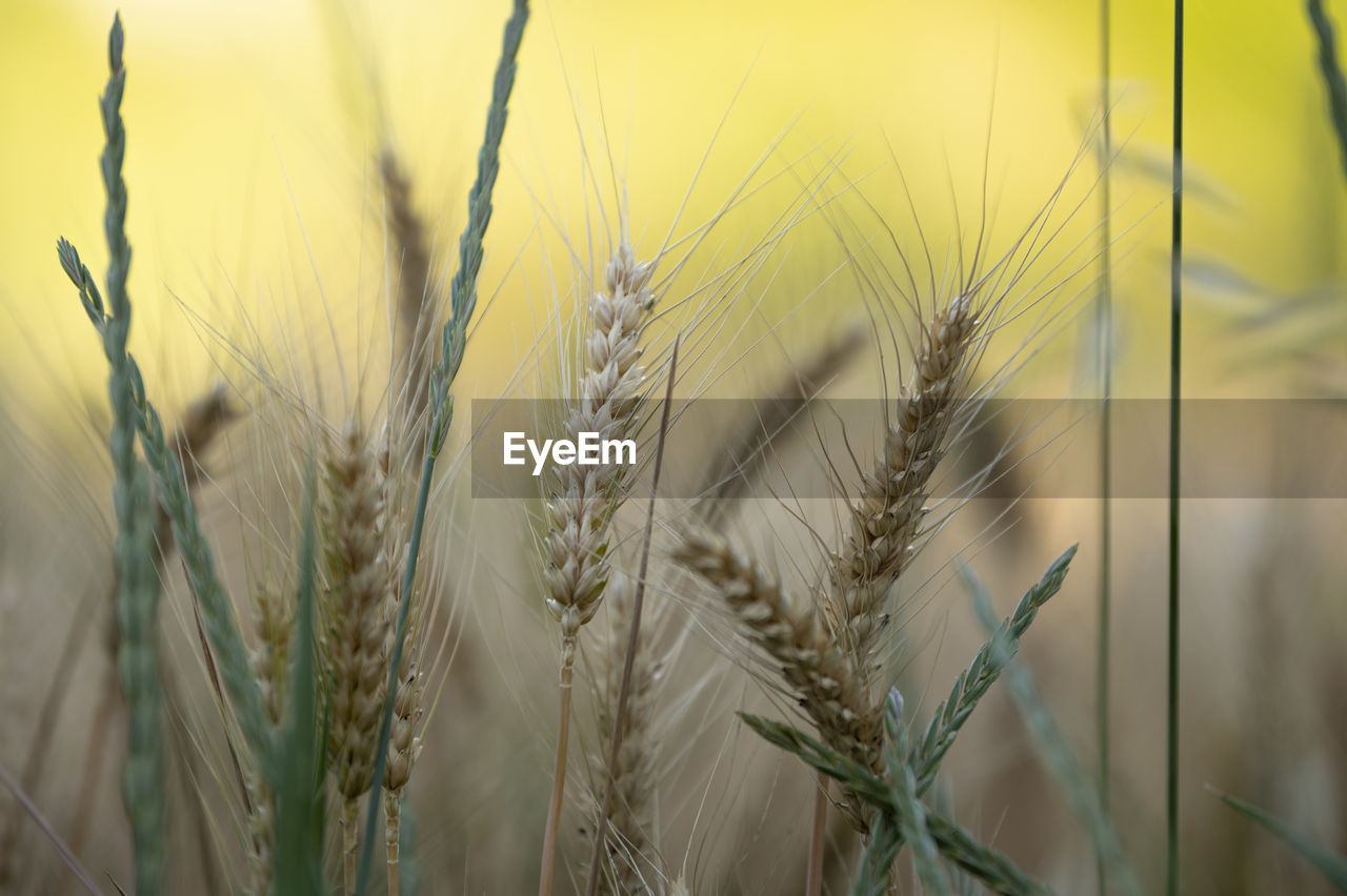 Close-up of wheat growing on field