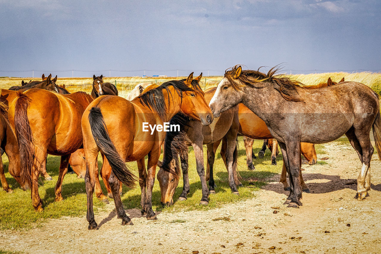 View of horses in field against sky