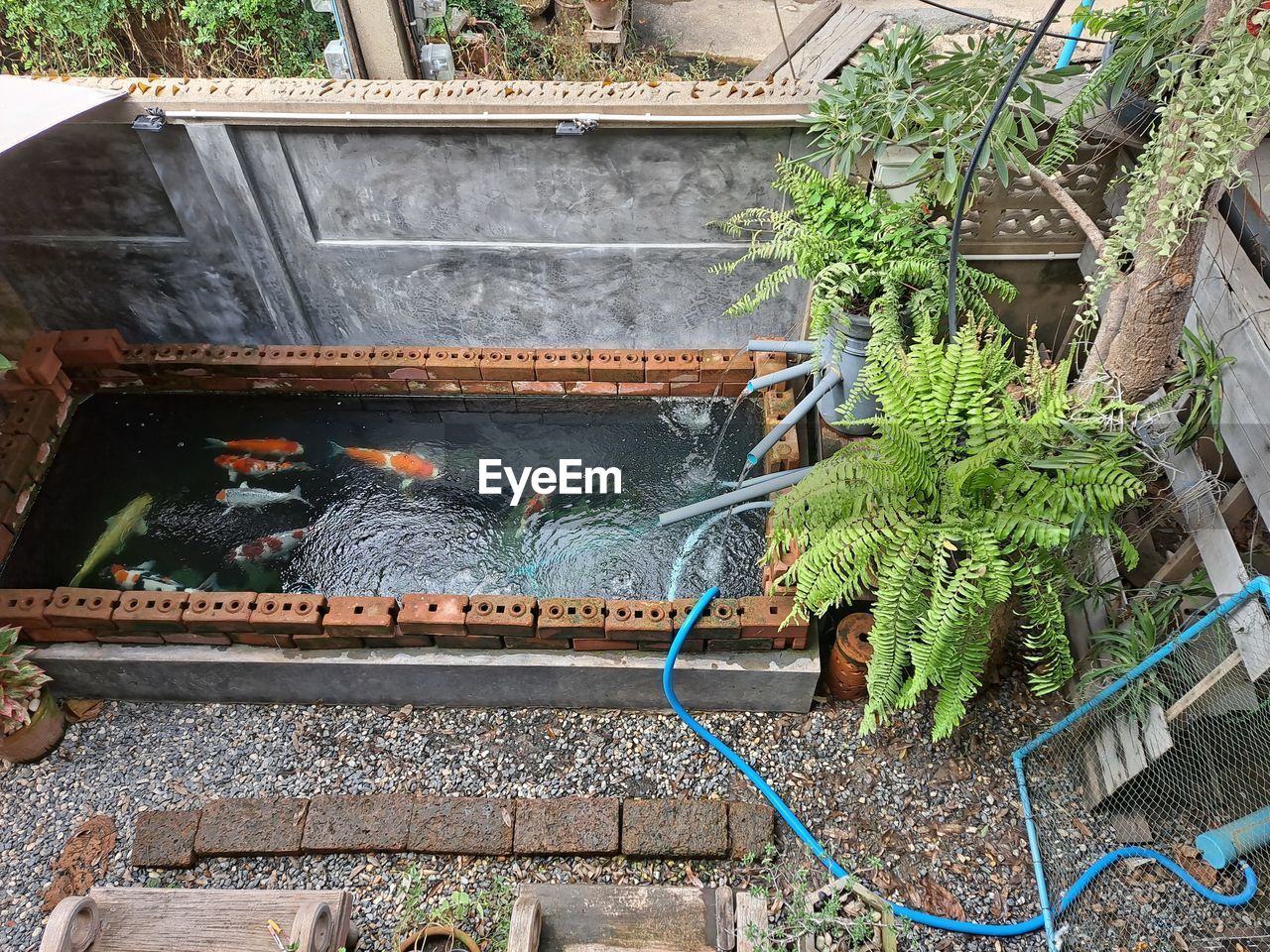 HIGH ANGLE VIEW OF POTTED PLANTS IN YARD AGAINST TREES