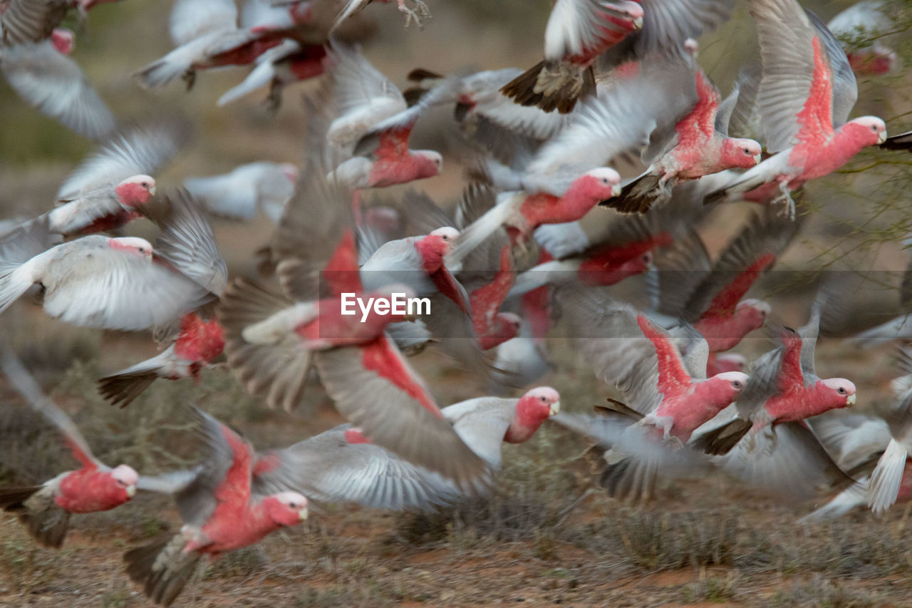 CLOSE-UP OF BIRDS ON THE GROUND