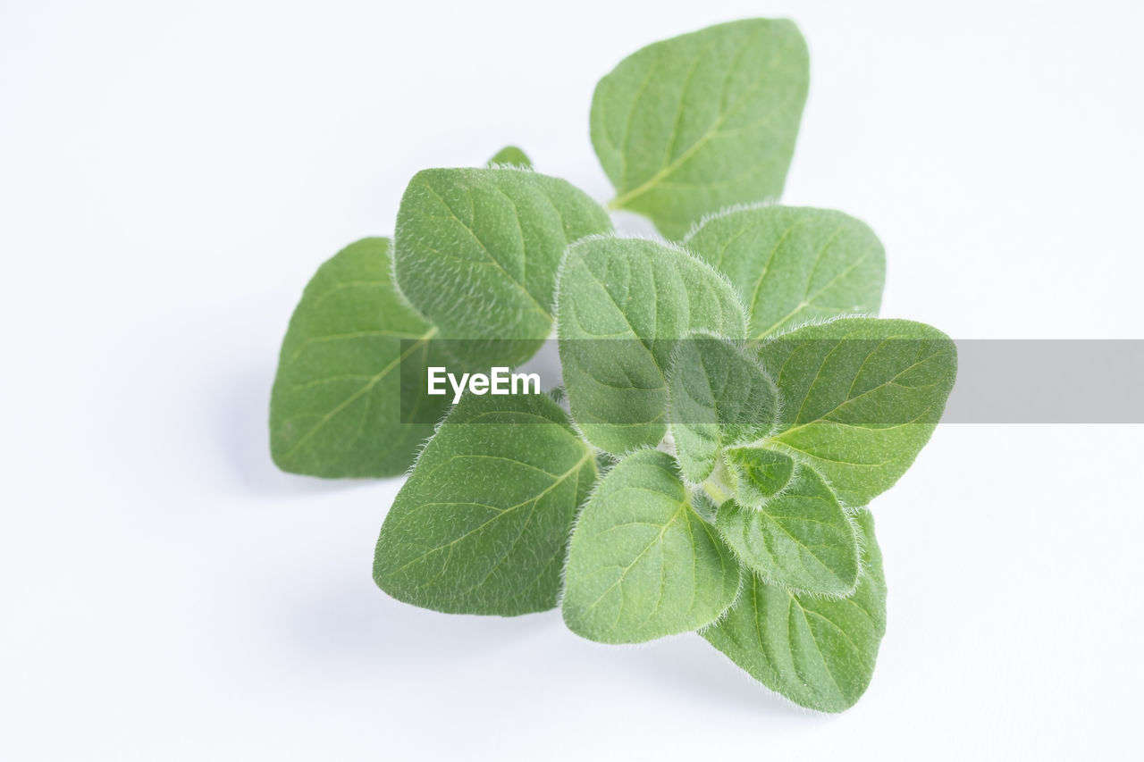 HIGH ANGLE VIEW OF PLANT LEAVES IN WHITE BACKGROUND