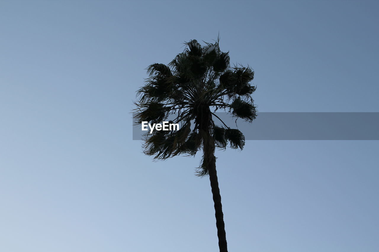 LOW ANGLE VIEW OF SILHOUETTE COCONUT PALM TREE AGAINST CLEAR BLUE SKY