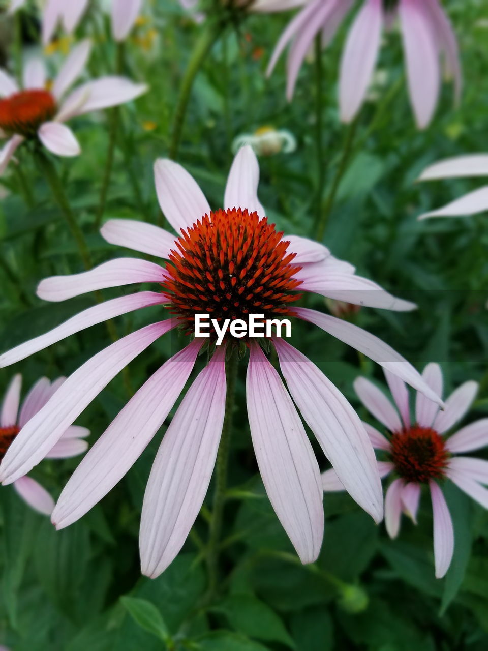 CLOSE-UP OF GERBERA DAISY