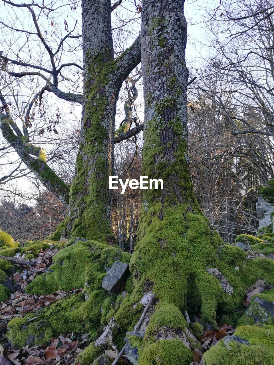 MOSS COVERED TREE IN FOREST