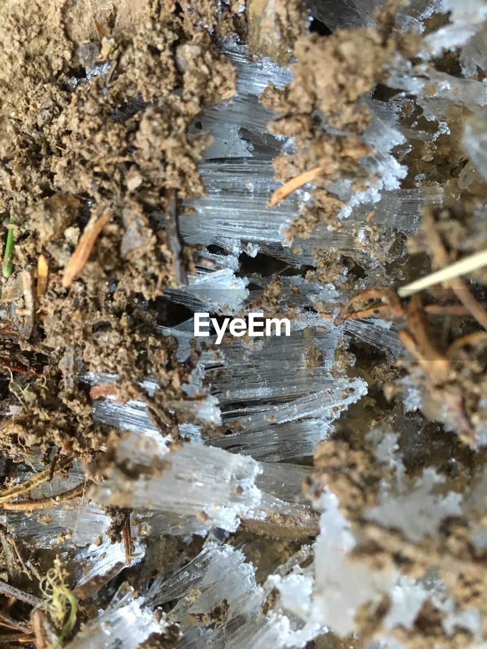 CLOSE-UP OF TREE TRUNK ON ROCK