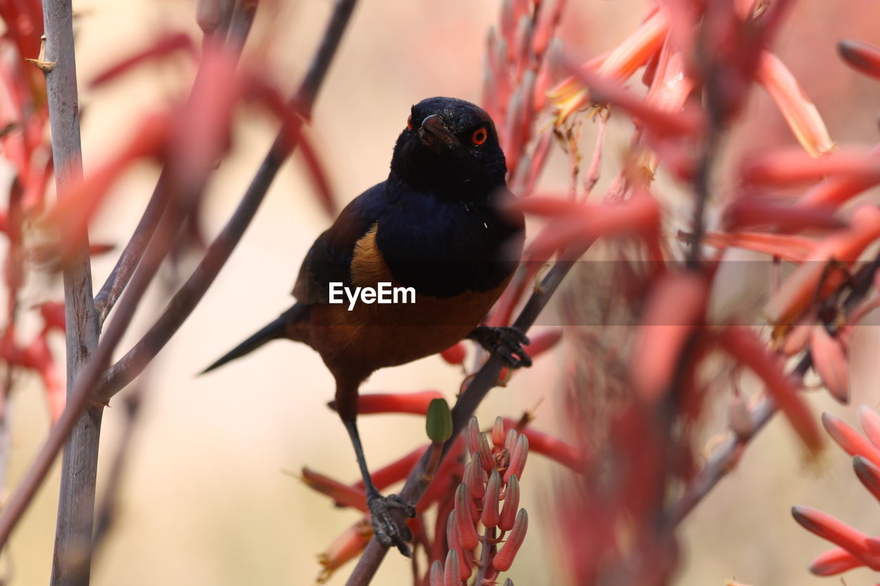 CLOSE-UP OF BIRD PERCHING ON BRANCH