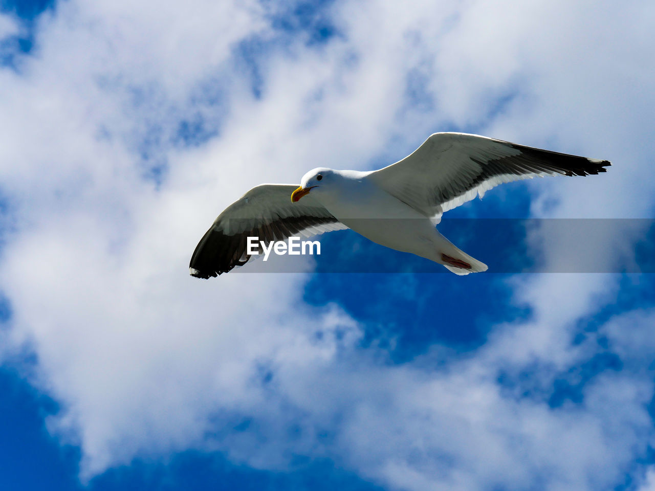 LOW ANGLE VIEW OF SEAGULLS FLYING