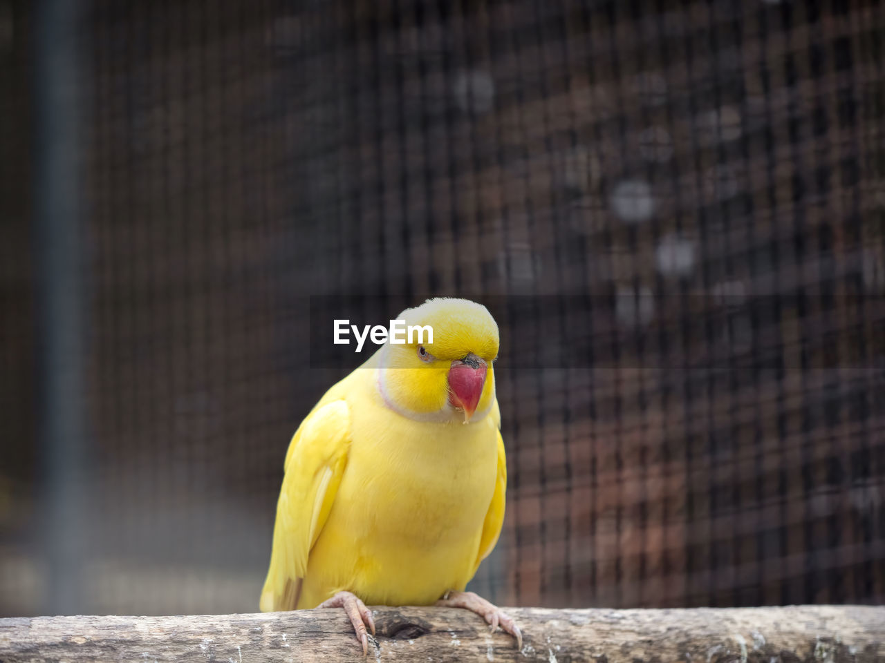 CLOSE-UP OF YELLOW PARROT PERCHING ON WOOD