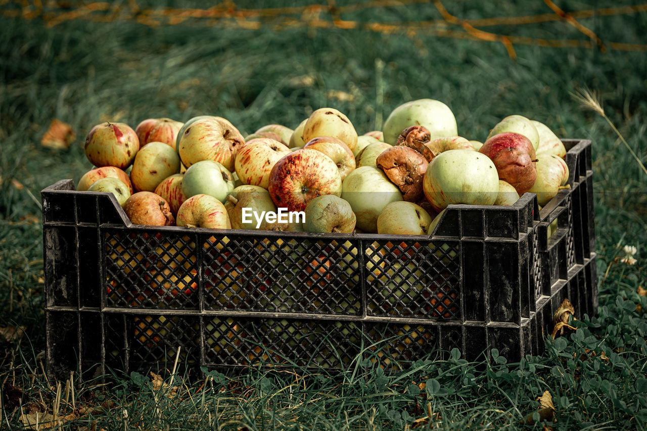 View of apples in a box on the field 