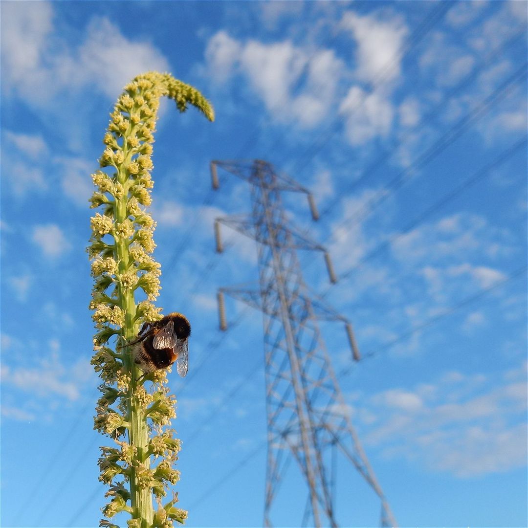 Low angle view of plant against sky