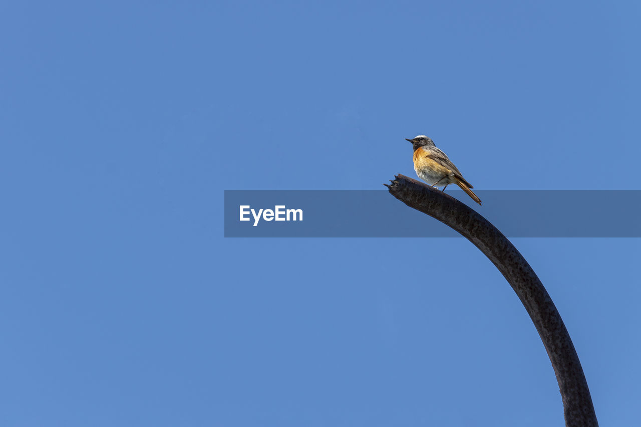 Sparrow bird sitting on a metal pipe. against the blue sky. copy space. front view from below.