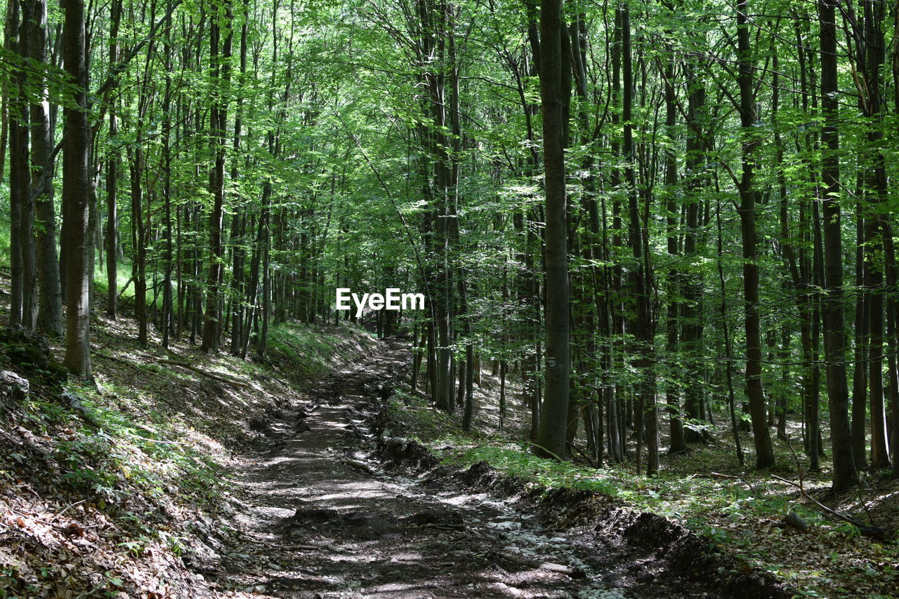 Walkway amidst trees in forest