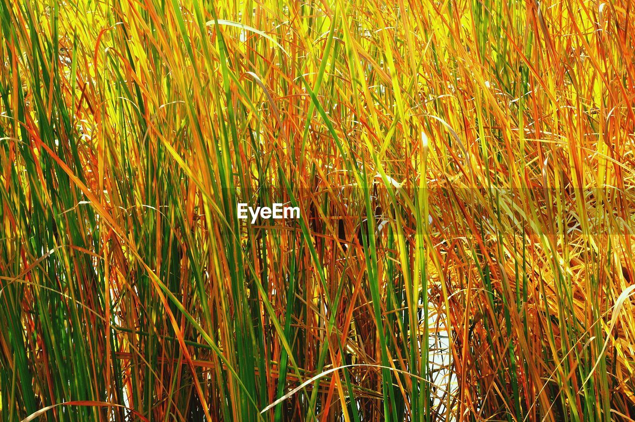 Full frame shot of wheat field