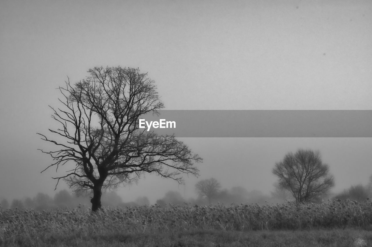 BARE TREE ON FIELD AGAINST SKY