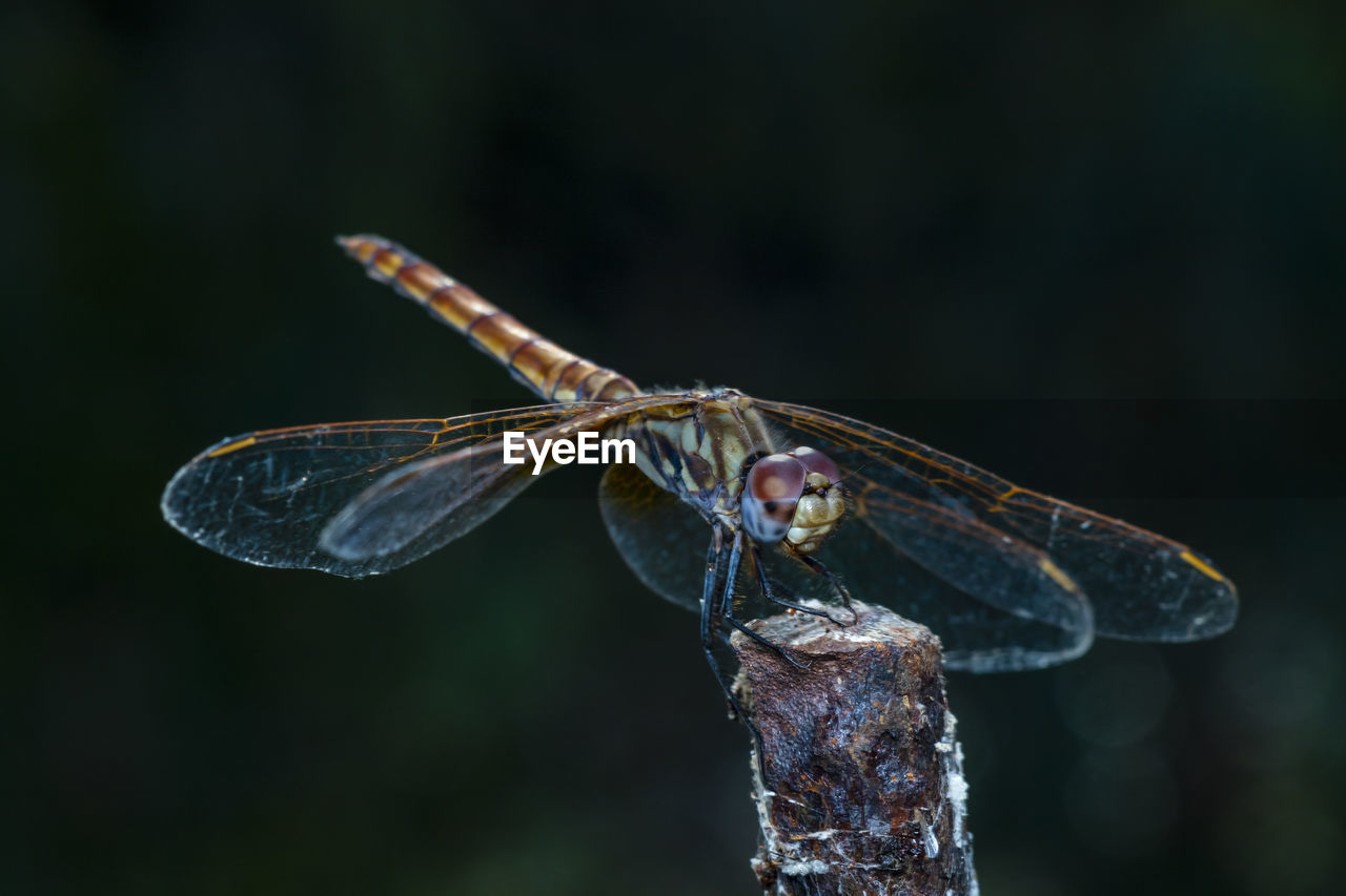 Close-up photo of a dragonfly resting in the shade