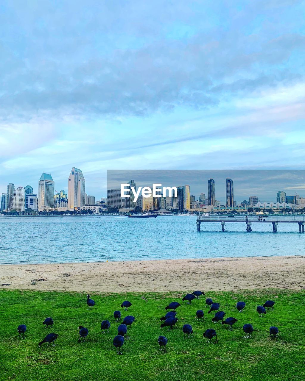 Birds perching on grass by bay against cityscape and sky