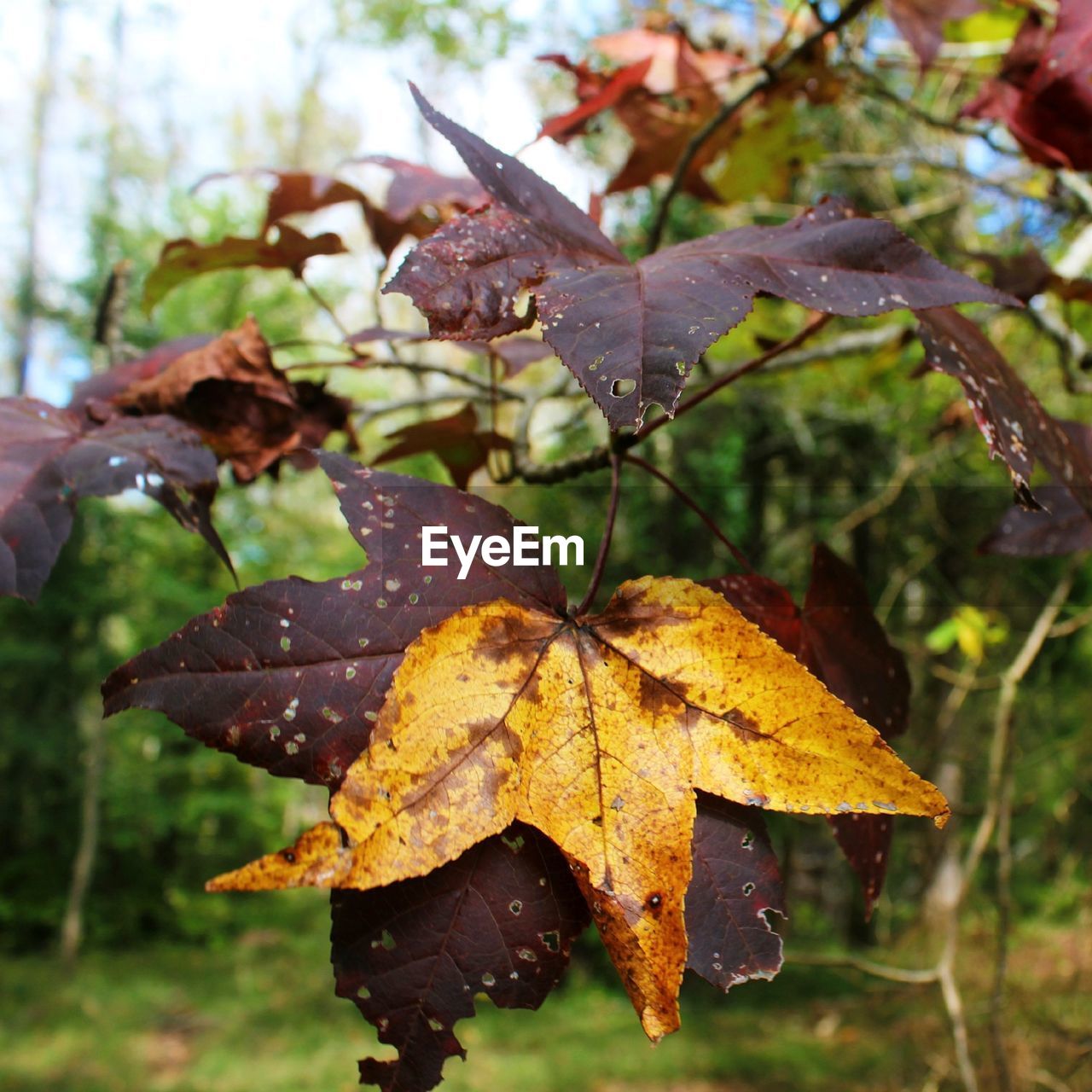 CLOSE-UP OF LEAVES ON TWIG