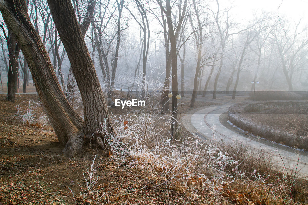 TREES IN FOREST DURING WINTER