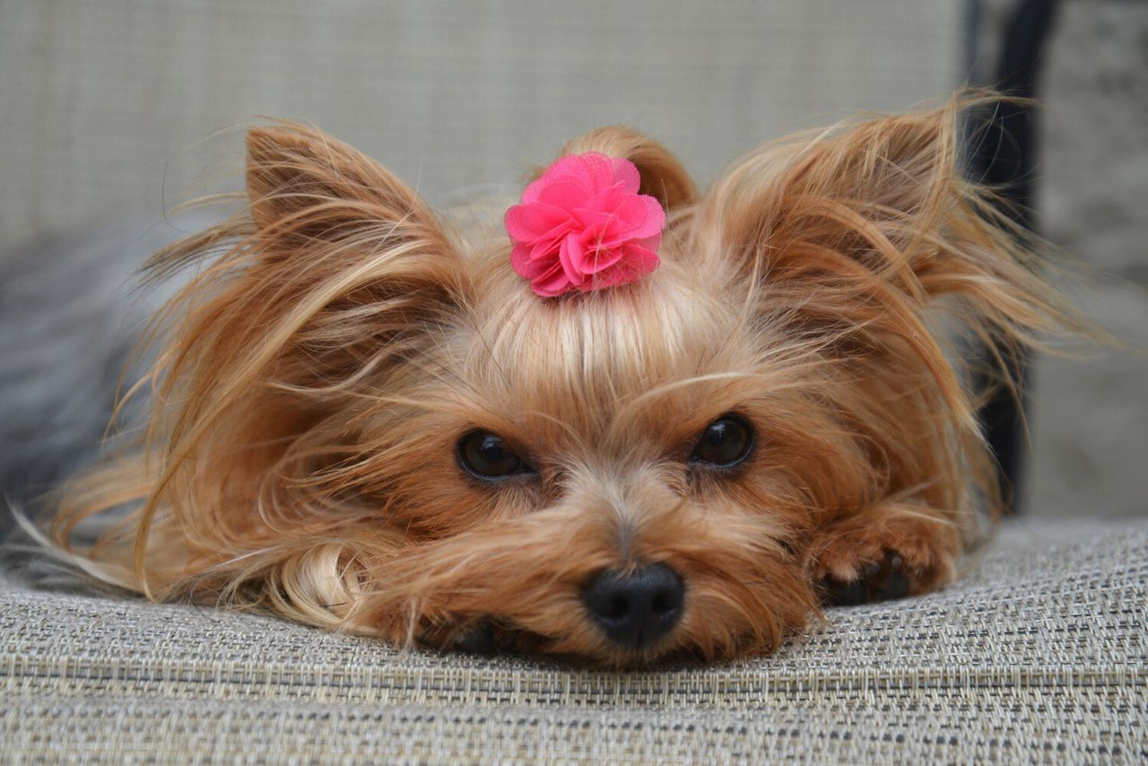 Close-up of cute yorkshire terrier resting on seat