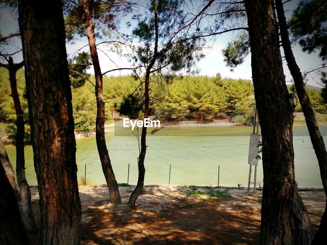 SCENIC VIEW OF LAKE BY TREES IN FOREST