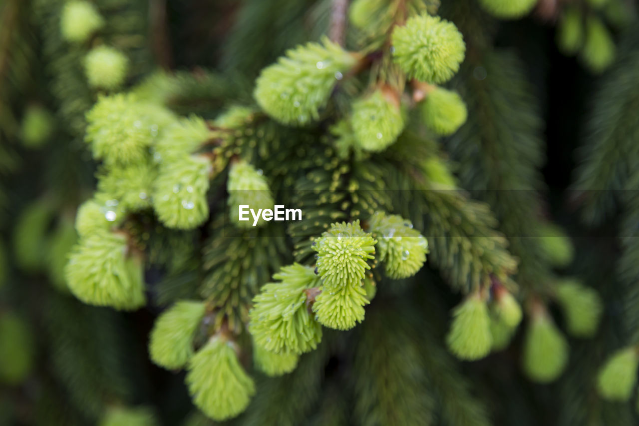 Closeup of beads of water on dwarf weeping norway spruce tender green growing branchlets