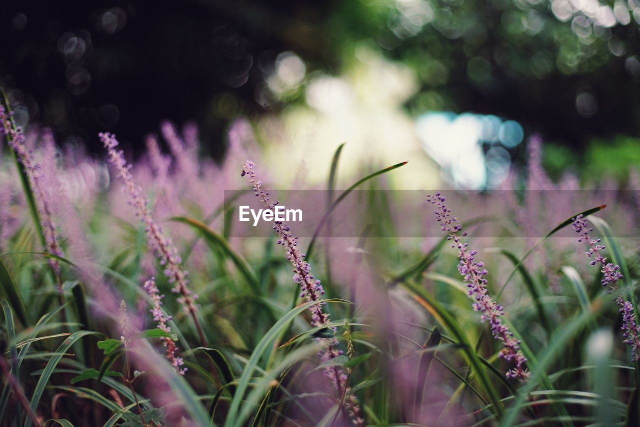 Close-up of purple flowering plants on field