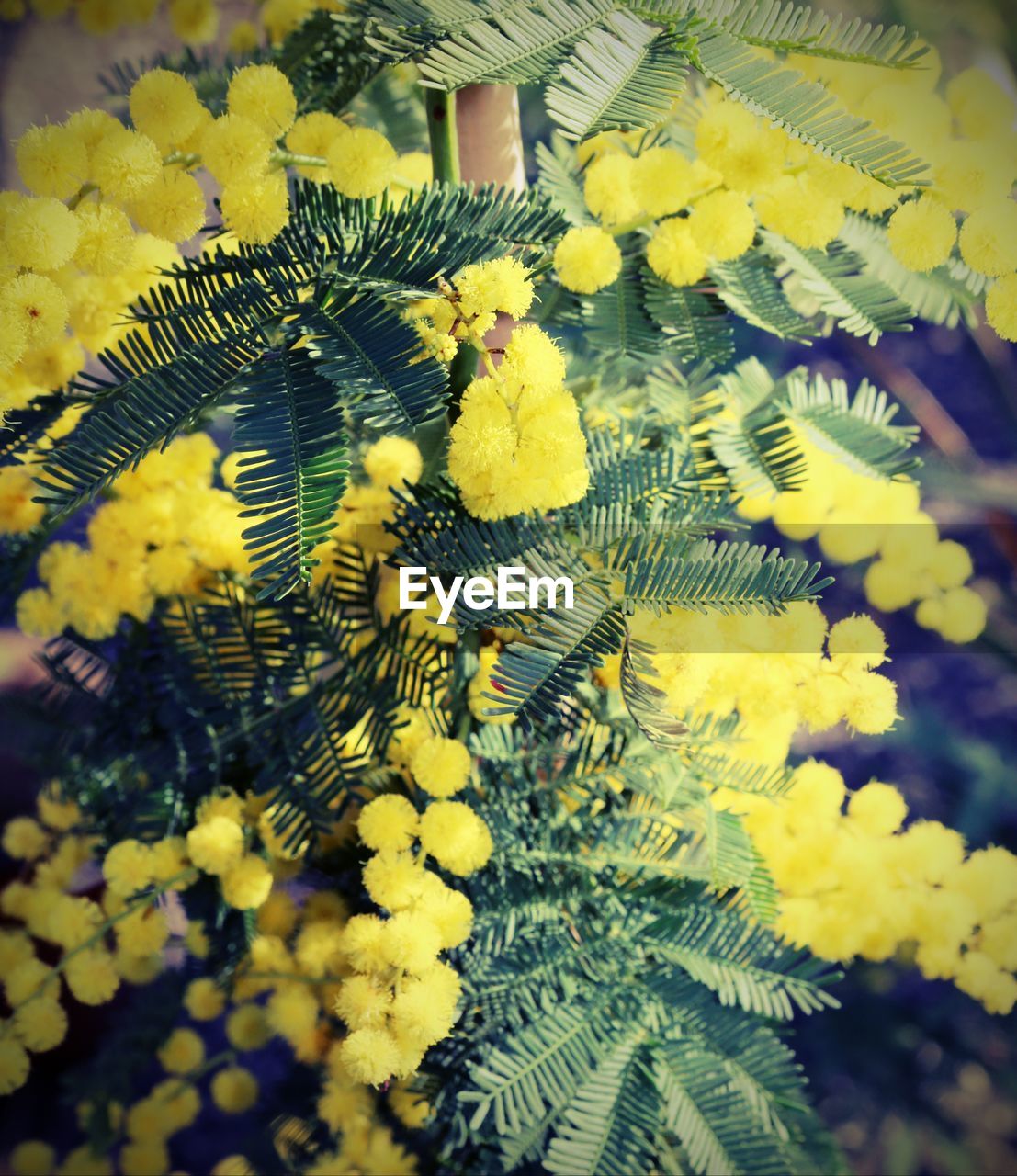 CLOSE-UP OF YELLOW FLOWERS AGAINST BLURRED BACKGROUND