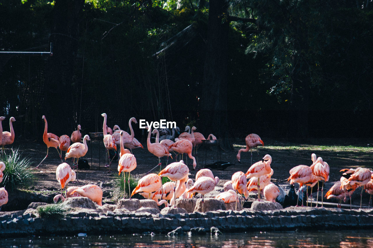 Flamingos in a lake