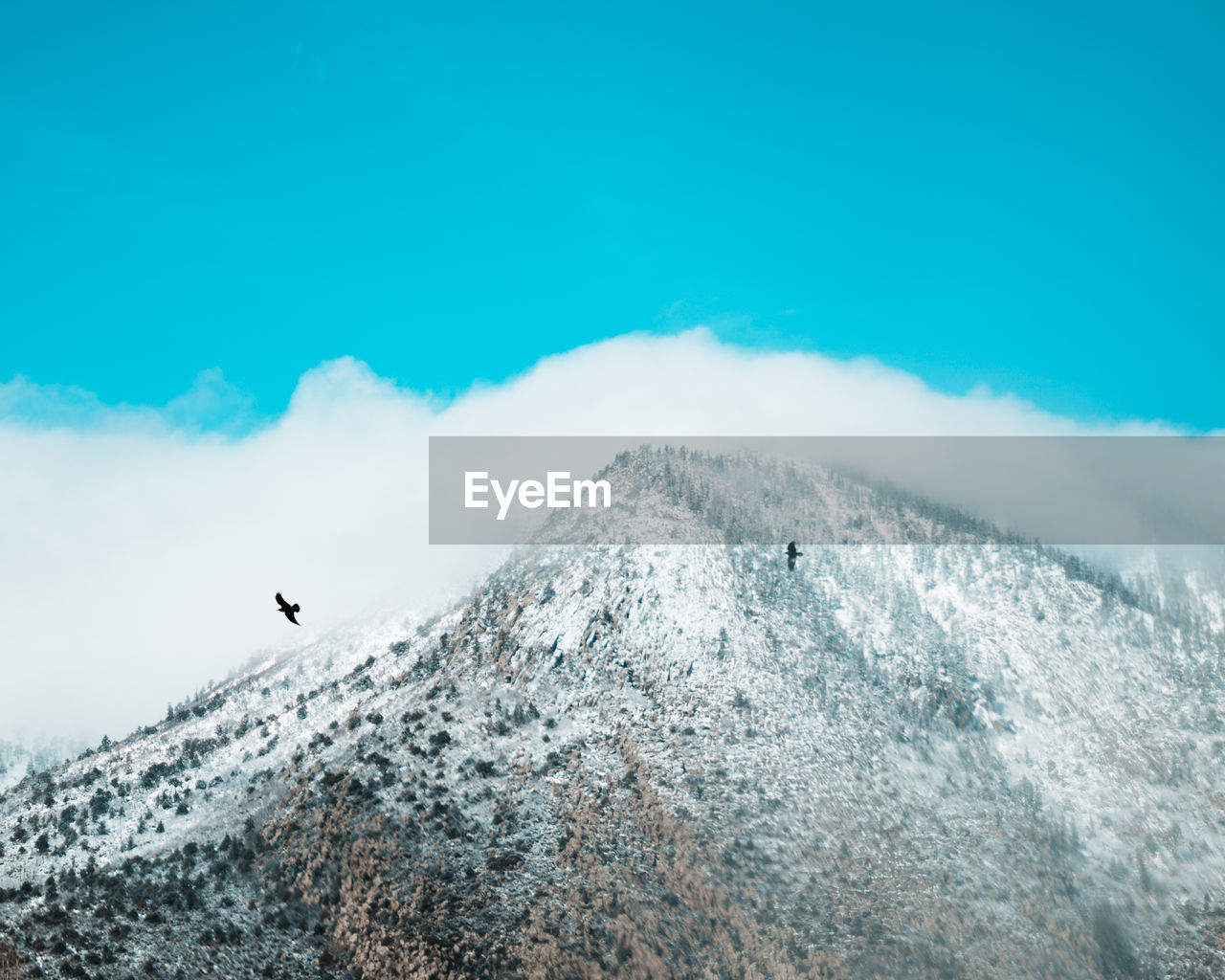 Low angle view of bird and mountain against sky