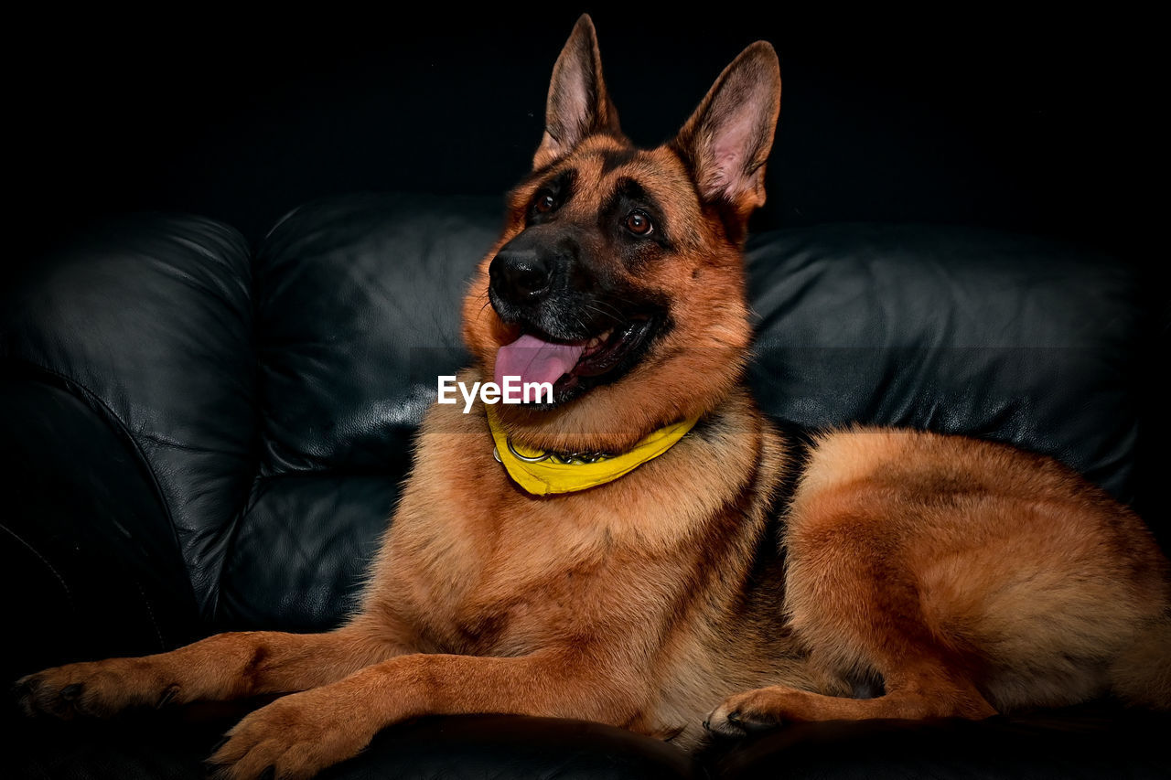 Portrait of dog resting on studio.