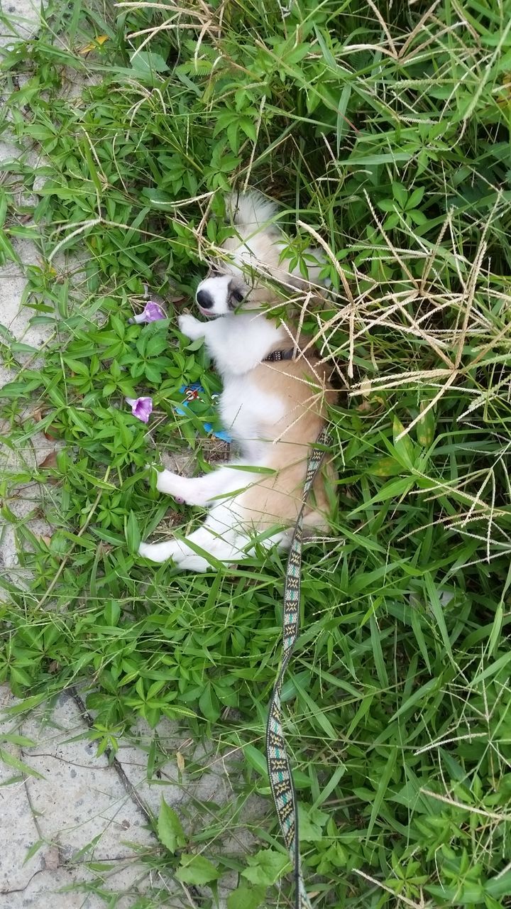 CAT LYING ON GRASS