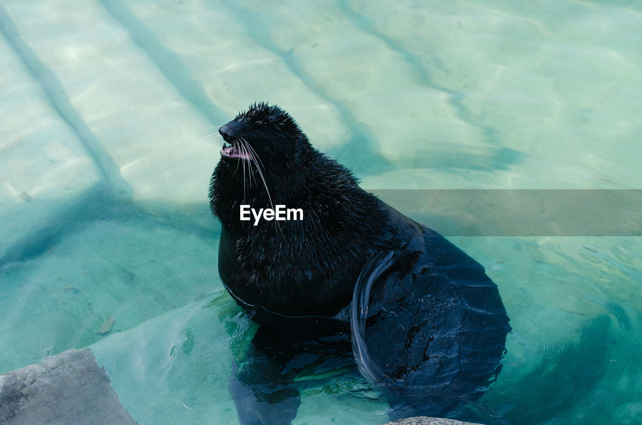 HIGH ANGLE VIEW OF BLACK HORSE IN A LAKE